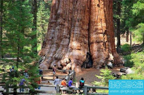 雪曼将军树高度达80多米，已经有3500年的历史