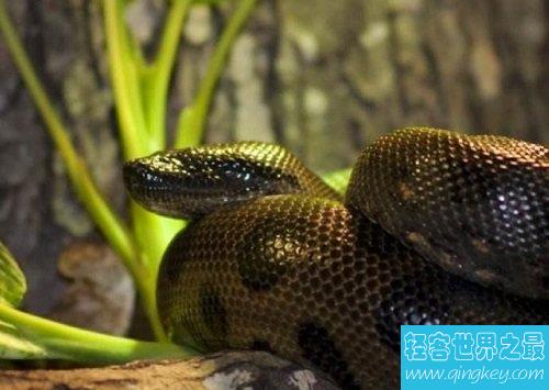 史上最大的蛇，绿水蟒出动众蛇逊色！