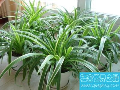 十大室内空气净化植物，改善空气环节压力的最好植物