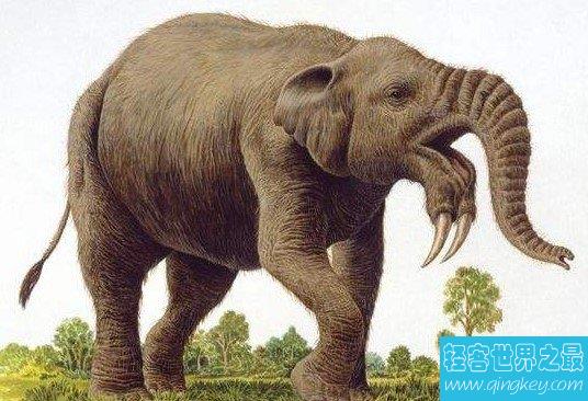 大象的鼻祖，牙齿长在下巴上的恐象