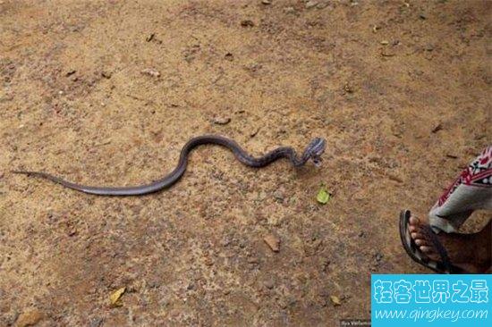 世界第一蛇村位于浙江，当地蛇王被无数的蛇咬过
