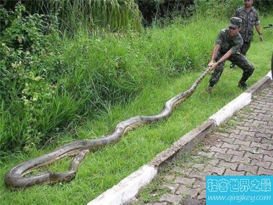 江苏射阳发现巨蛇，南京日报对此大量报道