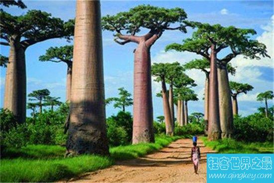 传说中世界上最大的树的生长速度简直肉眼可见 究竟是为什么？