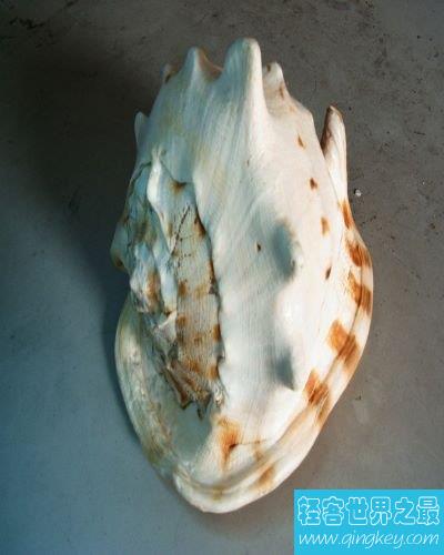世界上最大的海螺，外壳直径长达30厘米