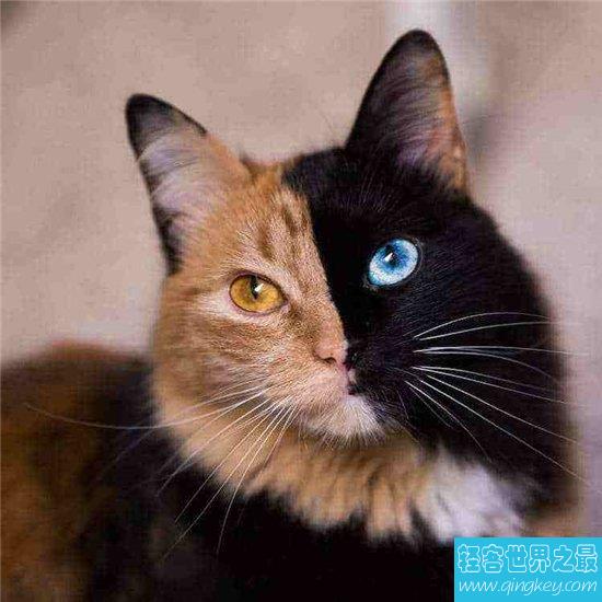双面猫被称作阴阳脸，两只眼睛的颜色不同