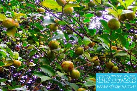 油茶树所产的油茶籽油十分受欢迎 副作用也很大
