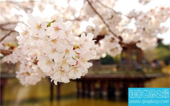 中国的十大赏樱胜地，最美樱花聚集地都在这里了
