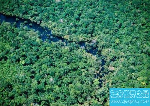 世界上最古老的十大原始森林，远古树林与生物的聚居地