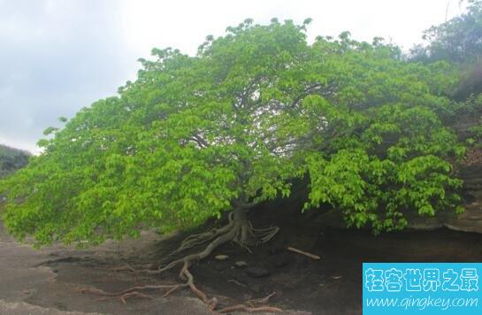 世界上最危险的树，毒番石榴树汁液会致人失明