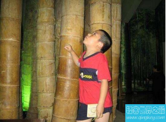 世界上最大的竹子巨龙竹，最高可达45米(15层楼)