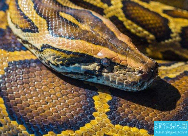 世界最大的蟒蛇，长14.85米，重447公斤，取名桂花