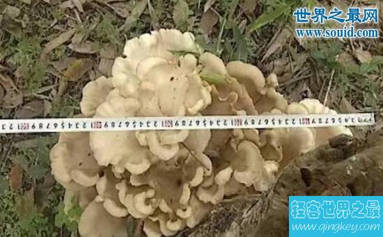 世界上最大的平菇，嘉兴平湖巨型平菇(54.5cm)