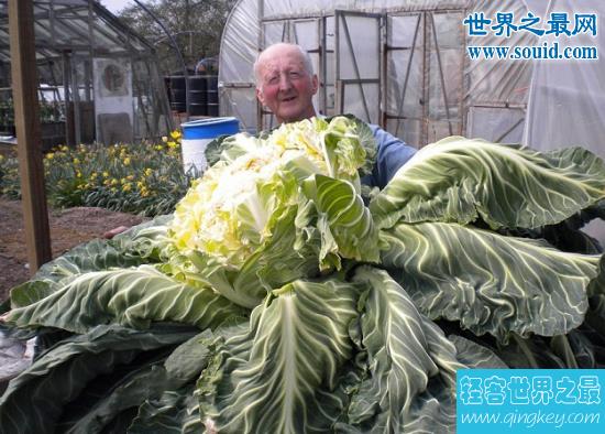 世界上最大的花菜，英国老汉种出54斤超级大花菜