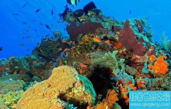 世界上最大的海珊瑚海风景秀美，绝对是一个好地方！