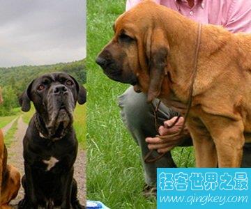 体型庞大的，嗅觉极度灵敏的纯正血统寻血猎犬