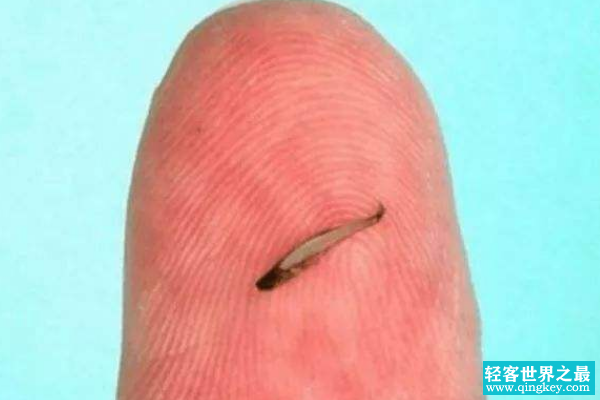 目前世界上最小的鱼是什么鱼?重1毫克(不足手指大小)