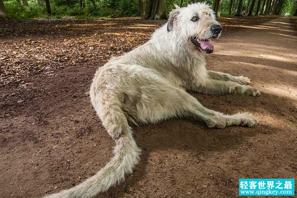 世界上尾巴最长的狗:站起来半人高(尾巴长76.8厘米)