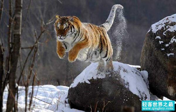 世界上最凶猛的猫科动物，西伯利亚虎（曾多次袭击人类）