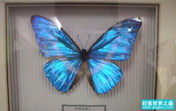 世界上最美丽的蝴蝶，光明女神闪蝶（美的惊人/被卖36万）