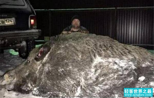 世界上最大的野猪，体重超500公斤（与小汽车差不多大）