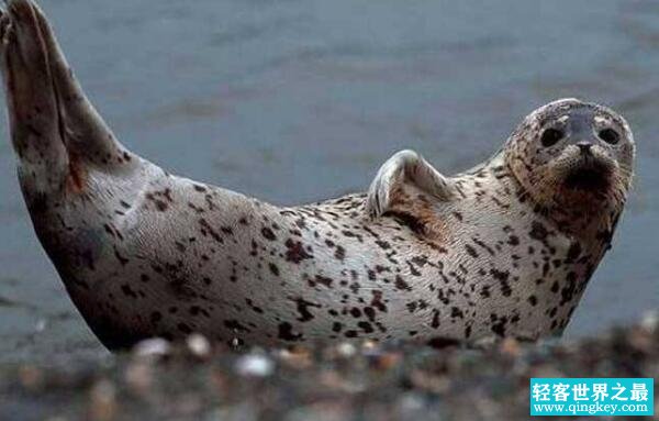 斑海豹：世界上最可爱的海豹（中国国家二级保护动物）