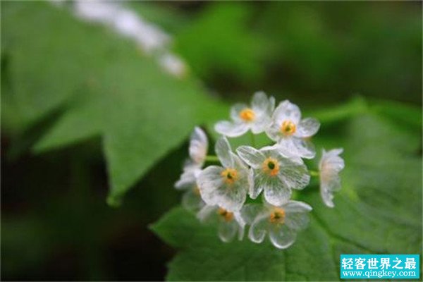 世界上会隐身的植物 山荷花（遇到水变透明就像水晶）