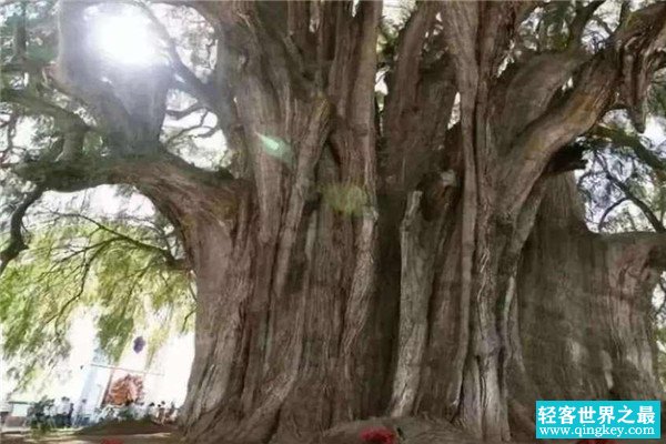 世界上第二古老的树 塞意阿巴库树（4000年历史）