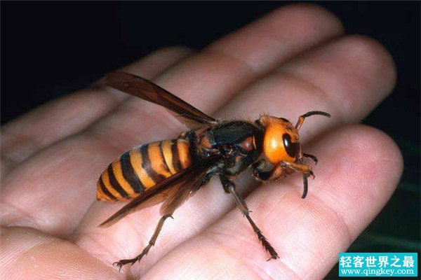 世界上最恐怖的大黄蜂 日本大黄蜂（被称之地狱大黄蜂）