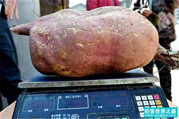 世界上最大的番薯 中国烟台科学院培育的（二十三公斤）