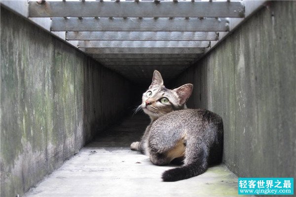 世界上最小的猫类 新加坡猫（也被称之为下水道猫）