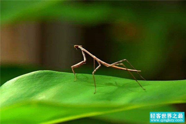 世界上最长的昆虫 竹节虫（虽然外表毫不起眼但是身体长）