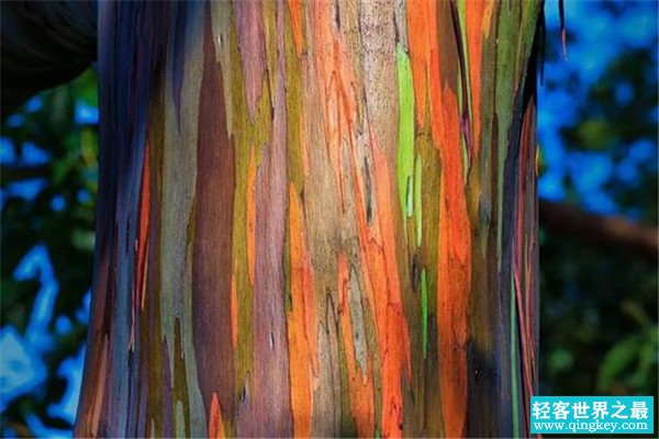 世界十大最美丽的树木 彩虹树颜值超高树皮颜色丰富
