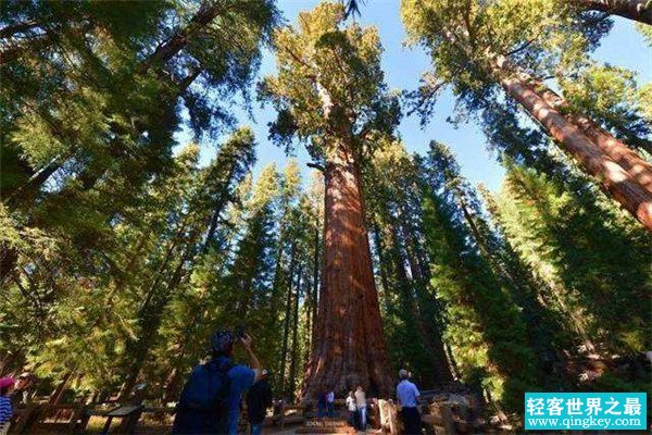 世界上最大的树到底有多重 雪曼将军树（高达2800吨）