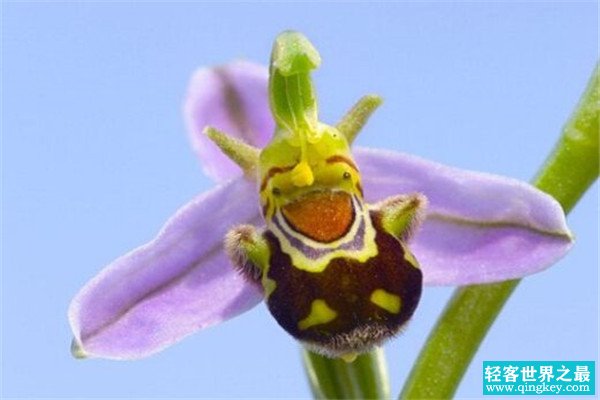 世界上最令人感到害羞的花朵 红门兰（让人看了脸红）