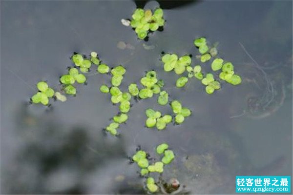 世界上最小的花是哪个 小的令人惊讶（绿色的芜萍）