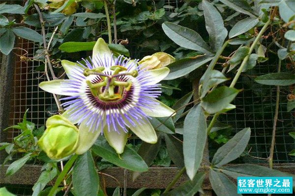 世界上最阴险的吃人植物 日轮花怎么吃人的过程是什么