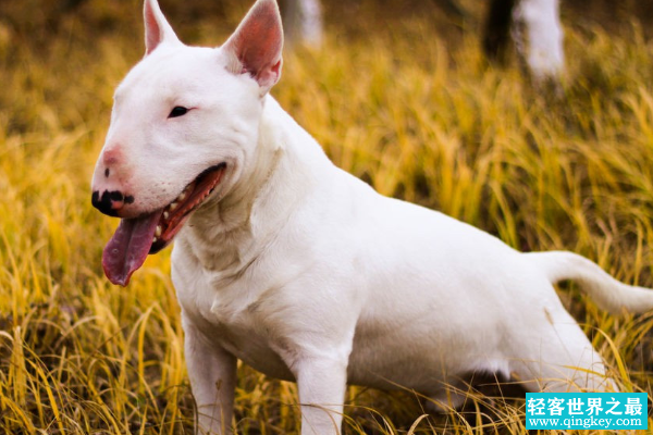 世界上最凶猛的小型犬：迷你牛头梗，怪异杀手(攻击力五颗星)