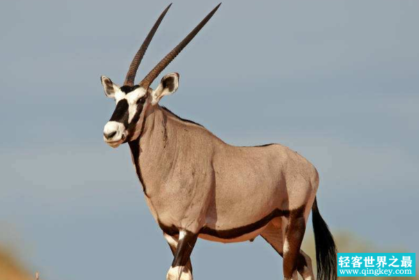 世界上最大的羚羊：身长三米，重达一吨(草原霸主)