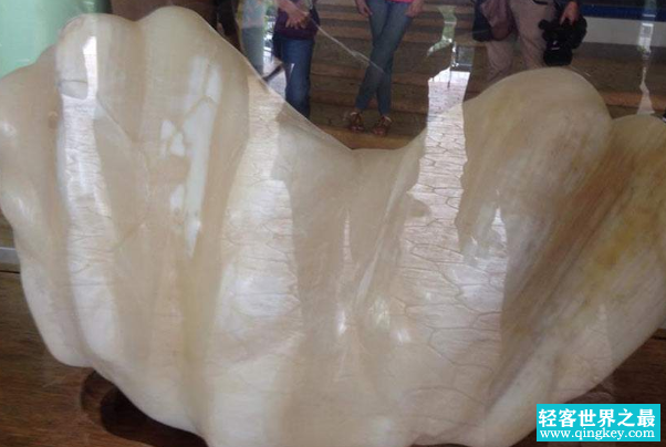 世界上最大的珍珠:菲律宾珍珠，重达68斤(估价6.6亿元)