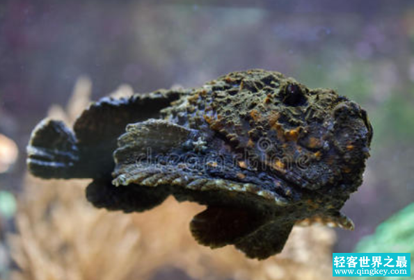 最危险的海洋生物:石头鱼擅伪装，扳机鱼攻击强(毒性高)