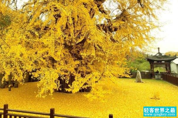 世界上最美的银杏树:千年银杏树，1400年历史(唐太宗所种)