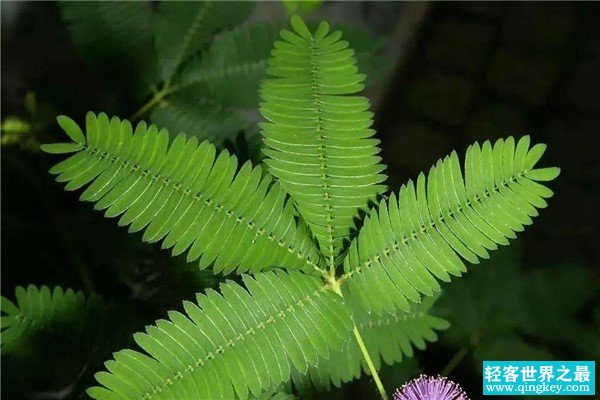 世界上最奇妙的植物：会闭合的含羞草（药用价值高）