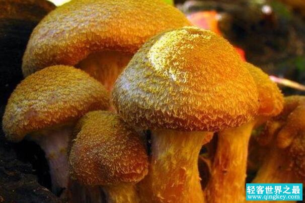 世界最大的生物:密歇根蜜环菌，占地约37公顷