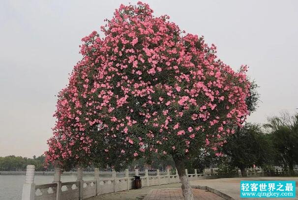 世界上毒性最强的花:夹竹桃，一片叶子让一婴孩丧命