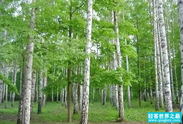 铁桦树：世界上最硬的树(是世界珍稀濒危野生植物)
