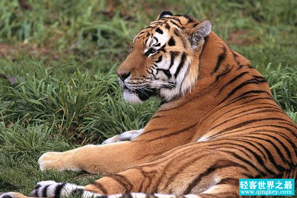 世界四大禁养猫科动物  猎豹 狮子 老虎上榜  （保护动物）
