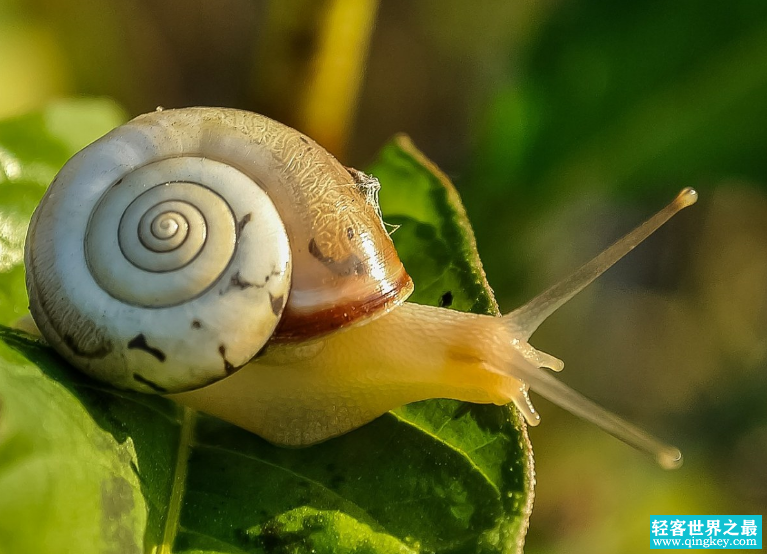 世界上牙齿最多的四种动物 蜗牛最多（超过2万颗）