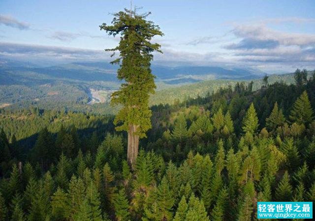 世界最高 最粗 最大的树（王桉、百骑大栗树、雪曼将军树 ）