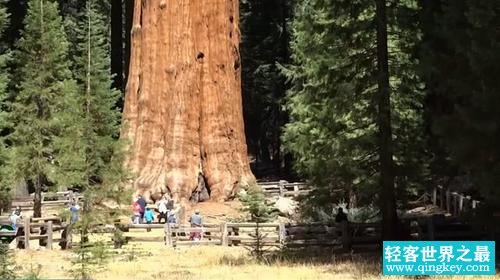 世界上最大的树 树干直径需20人才能围住（存活2千年）