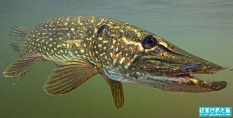 世界上最长寿的鱼 寿命超200岁 性情凶残（狗鱼）